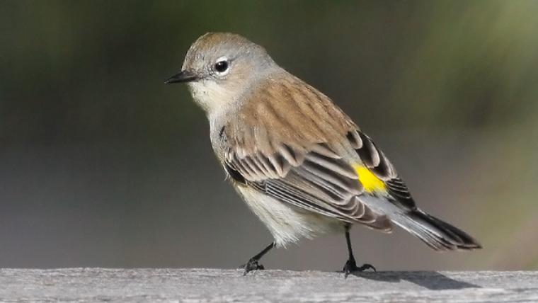 Yellow-rumped Warbler perched on wood post
