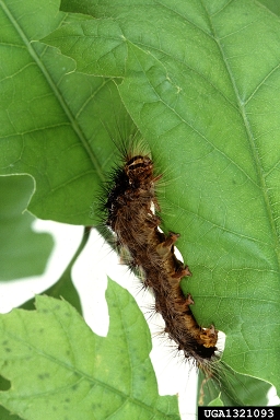 A spongy moth caterpillar is seen moving vertically on a partially eaten leaf.