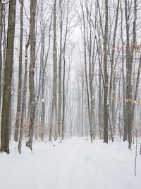 Snowy forest scene