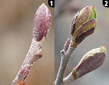 Dormant and breaking leaf buds