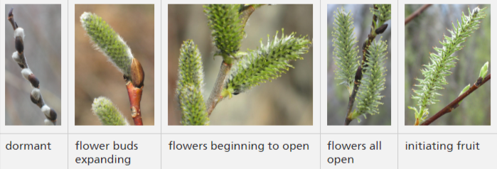 Willow flower in various stages of development