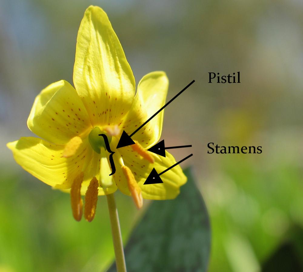 Flower with pistil and stamens marked