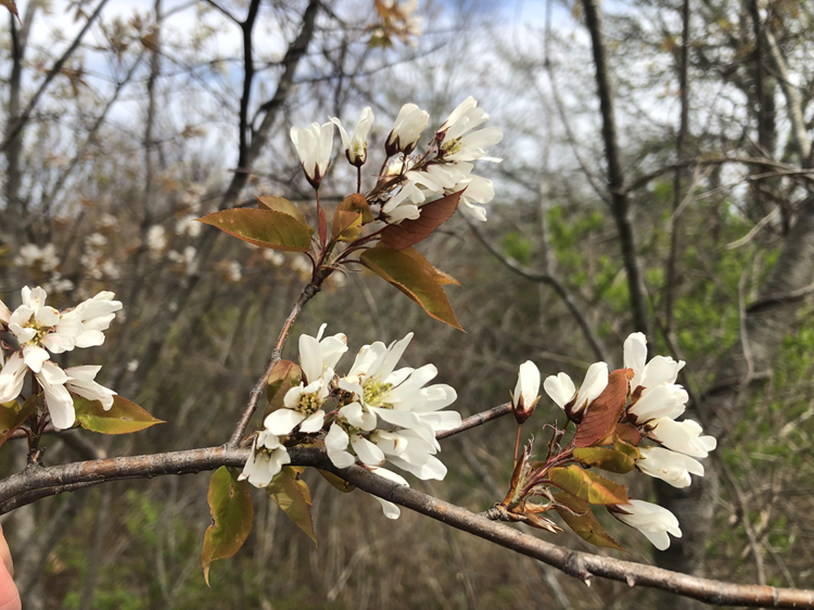 Serviceberry flowers in bloom
