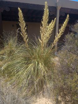 Beargrass with multiple large flower stalks