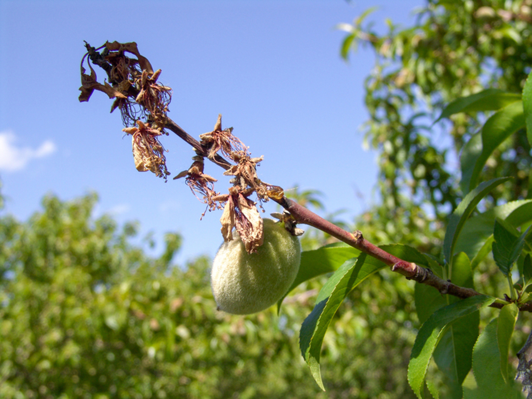 Blossom blight symptom on peach caused by brown rot