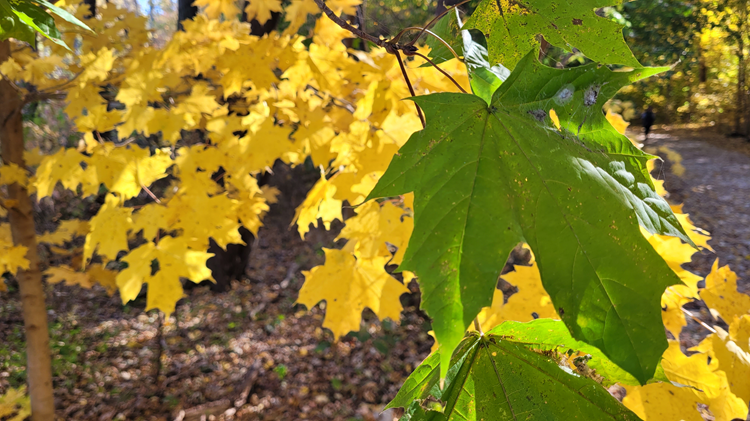 Norway maple leaf in foreground is still green while sugar maple leaves in background are turning color