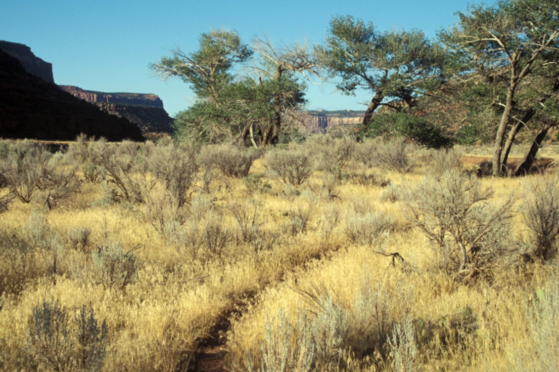 A large field filled with cheatgrass