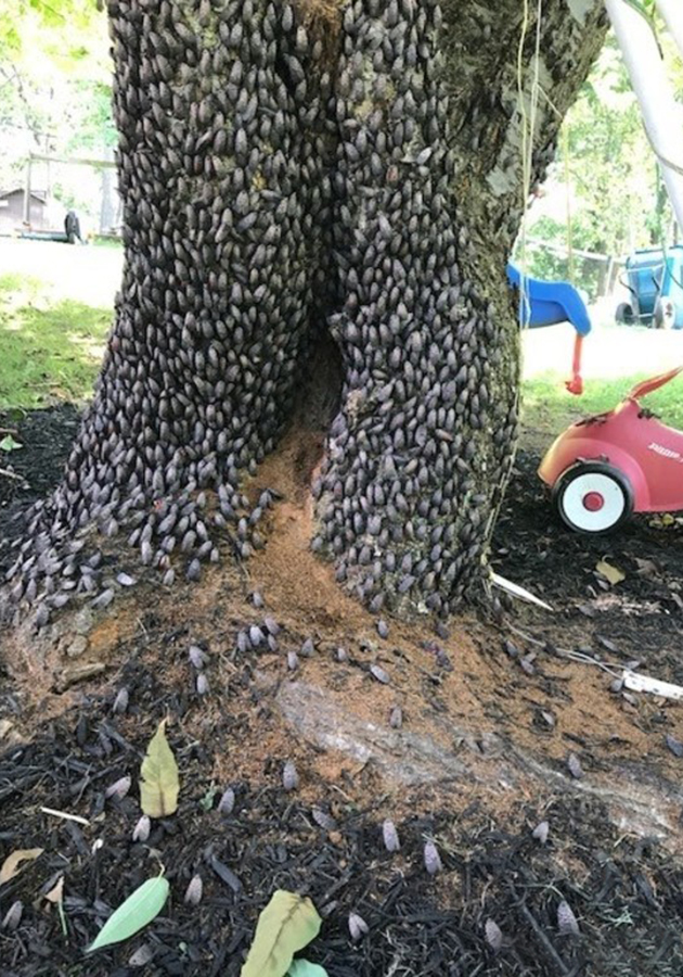 Large mass of spotted lanternflies on tree