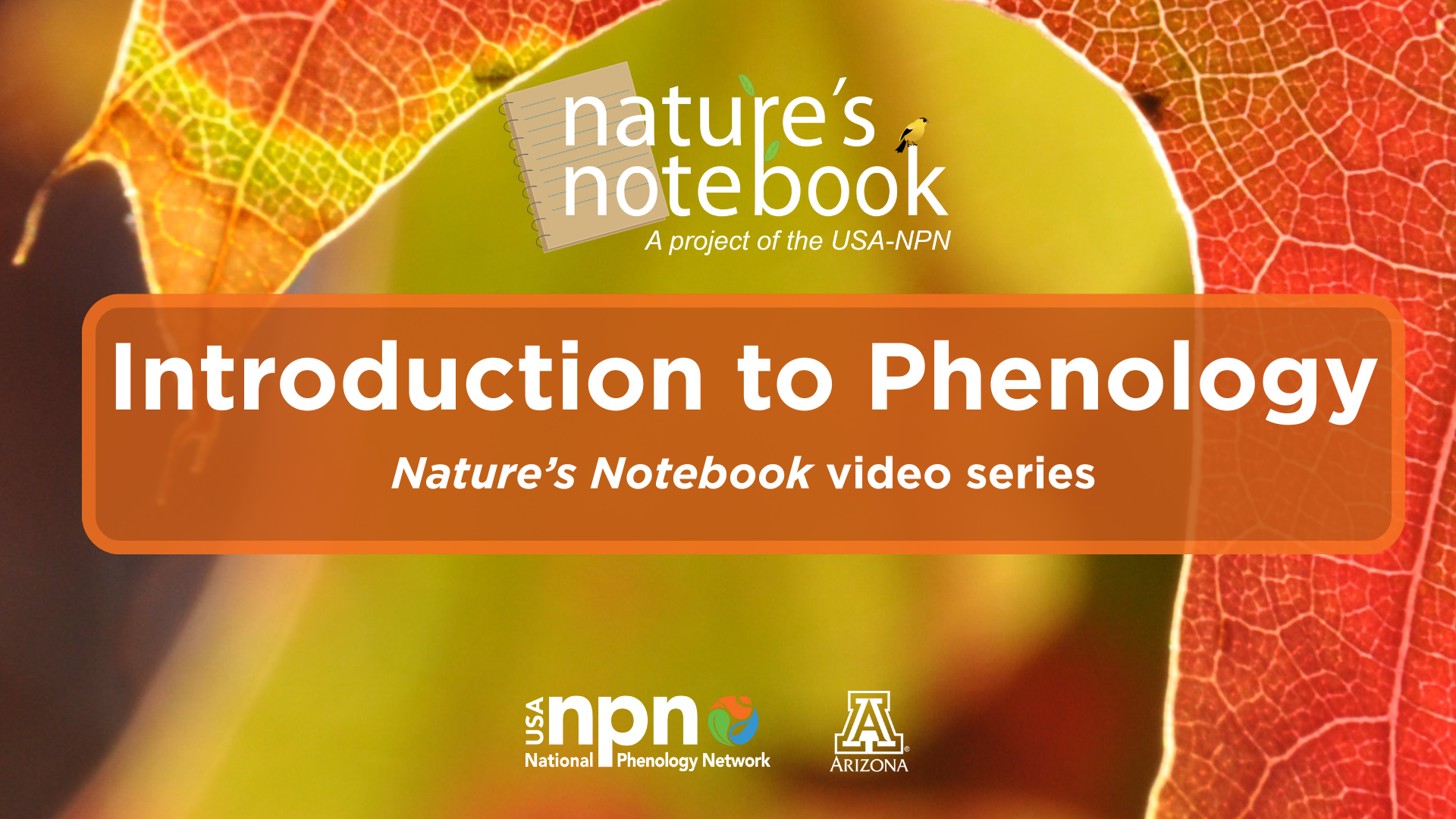 Introduction to Phenology video cover slide