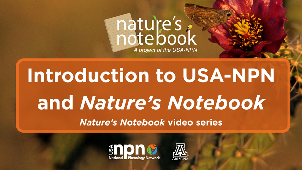 Intro to USA-NPN and Nature's Notebook video slide cover