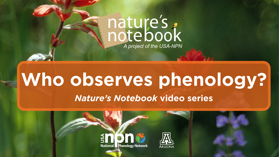 Who observes phenology intro video cover slide
