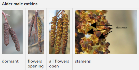 Alder catkins in various stages of development