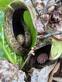 Skunk cabbage showing hood and flower inside