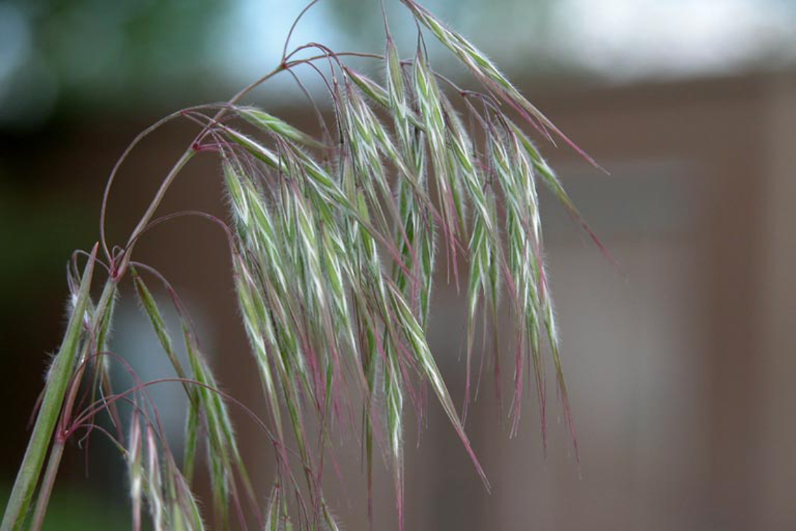 Close up of cheatgrass