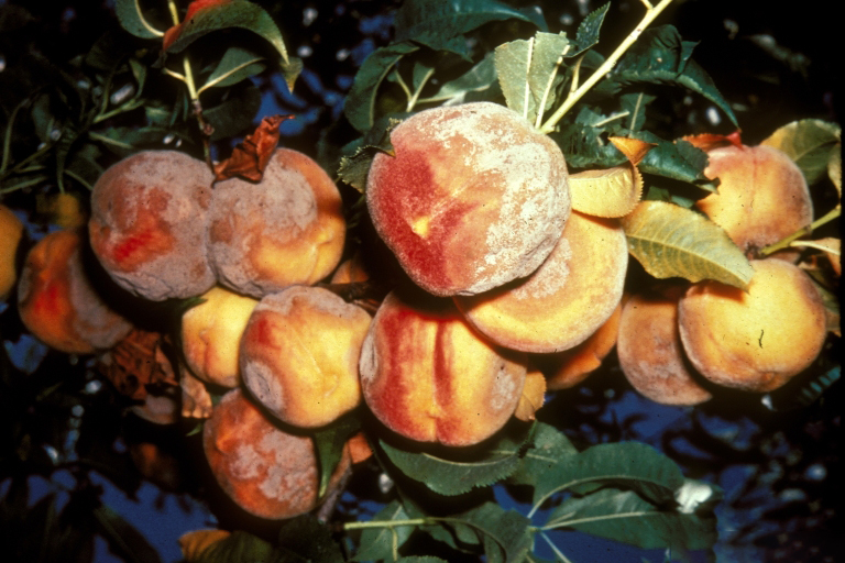 Peaches infected with Monilinia