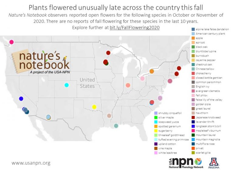 Seasonal story on unusual bloom timing in winter