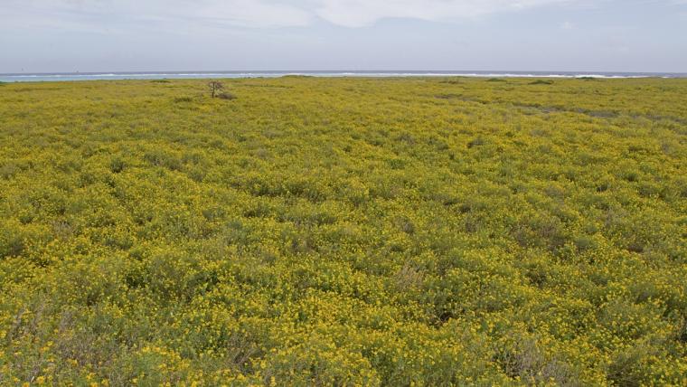 Verbesina enceliodes covering Midway Atoll National Wildlife Refuge