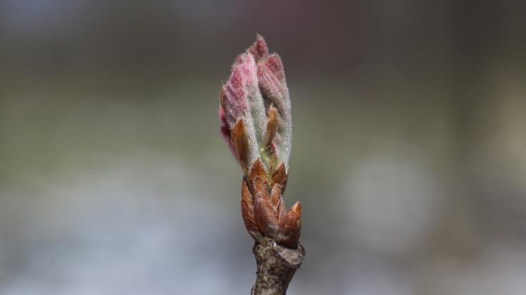 White oak breaking leaf buds