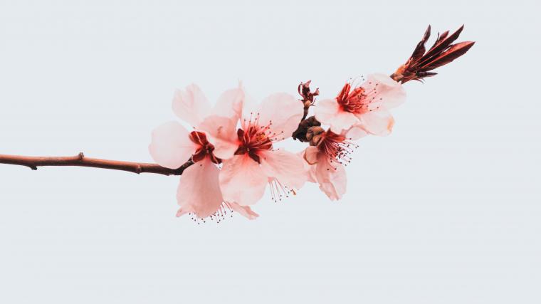 Cherry blossoms on a branch