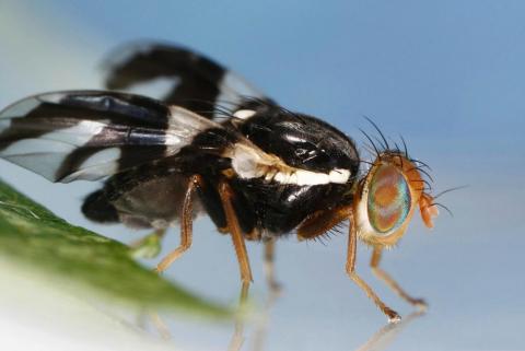 female apple maggot (Rhagoletis pomonella)