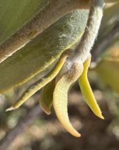 jojoba flower bud
