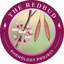 Redbud Phenology Project Logo with redbud flowers and fruits