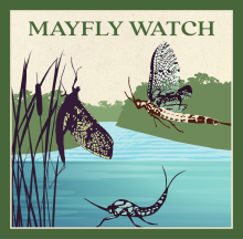 Mayfly Watch logo