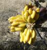 3 spineless, yellow, Cylindropuntia imbricata fruits with overlapping lumps.
